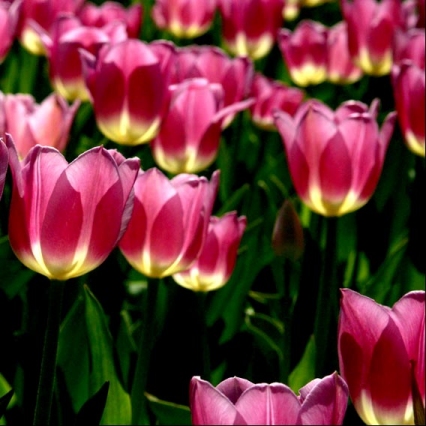 spontane bruidsfotografie utrecht
