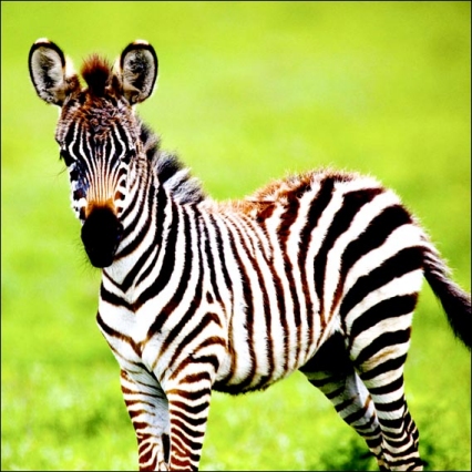 spontane bruidsfotografie den-haag