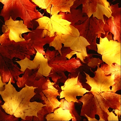 spontane bruidsfotografie leiden